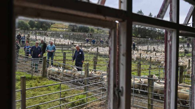 Овцеводы собираются на аукционе Lairg