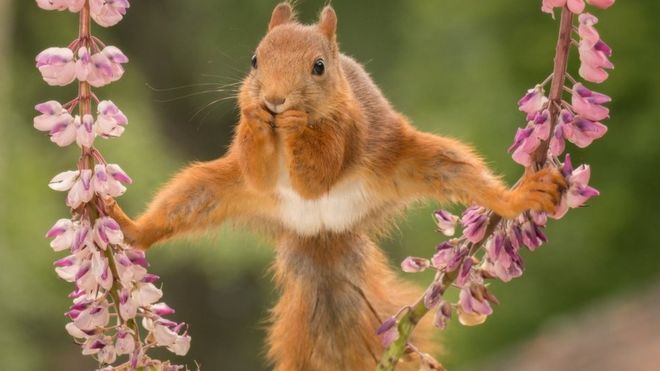 Squirrel holding on to plants with its feet