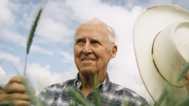 Norman Borlaug pictured in a wheat field
