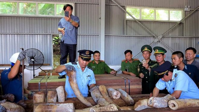 Một vụ tịch thu ngà voi tại Đà Nẵng của giới chức Việt Nam năm 2019