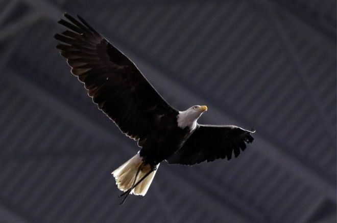 American college football: Huge bald eagle lands on fans (bbc.com)