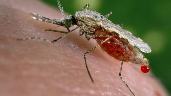 تحذير من انتشار طفيلي ملاريا مقاوم للعقاقير في جنوب شرق آسيا _97983635_7e140529-3135-468a-9481-11733ba878fa