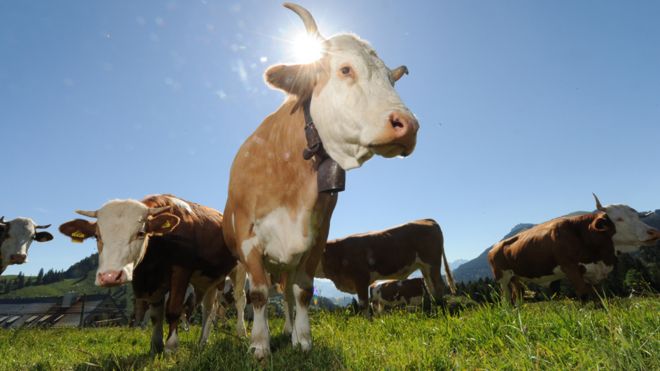 Complaints about noisy cowbells spark dispute in the Swiss village of  Aarwangen