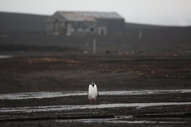 Одинокий пингвин гуляет по пляжу с деревянным зданием на заднем плане
