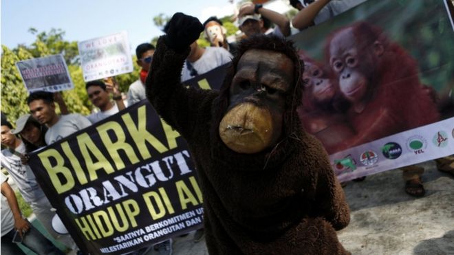 Orang Utan Tertua Di Dunia Asal Sumatera Yang Senang Melihat Isi Tas Para Pengunjung Mati Di Kebun Binatang Di As Pada Umur 61 Tahun Bbc News Indonesia