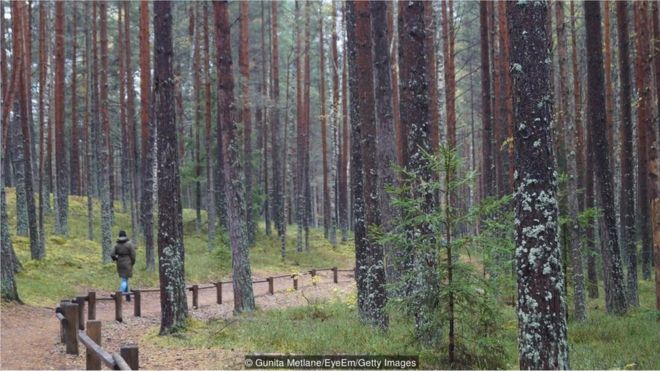 Floresta na Letônia