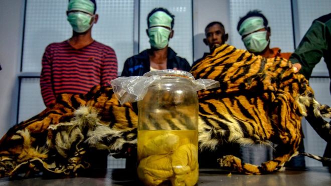 На этом снимке, сделанном 7 декабря 2019 года, изображены трое индонезийских мужчин с захваченной шкурой суматранского тигра и четырьмя тигровыми зародышами в банке