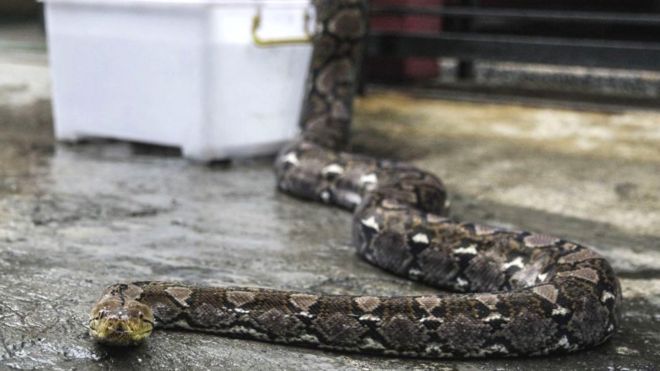 A reticulated python pictured in Indonesia