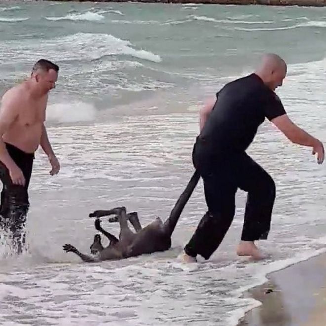 Полицейские спасают кенгуру на пляже безопасности, Виктория