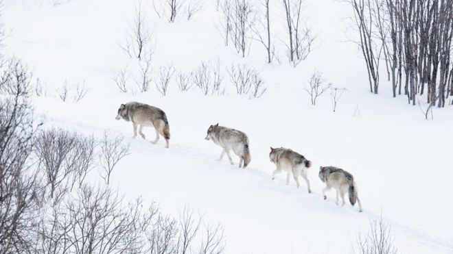 Волки в норвежском зимнем лесу