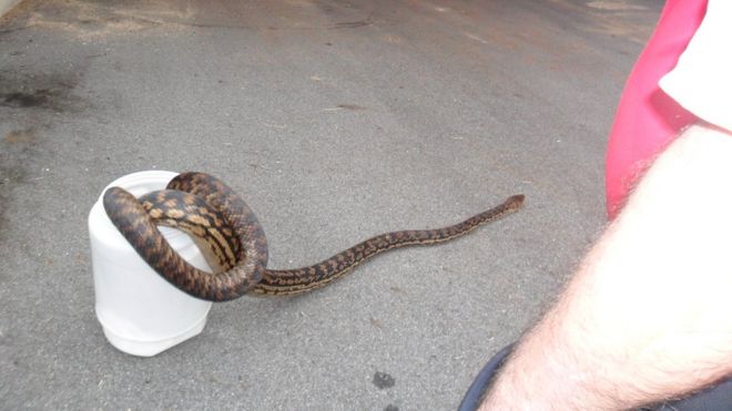 Змея найдена в доме в Квинсленде, Австралия