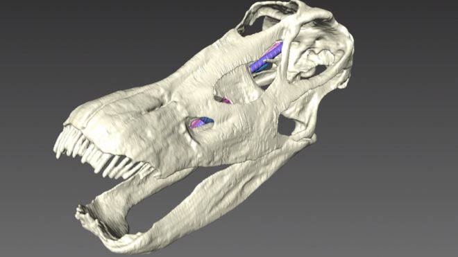 3D сканирование черепа диплодока (с) Бристольский университет