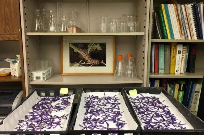 Цветы шафрана оставляют сушиться в лаборатории Университета Вермонта.