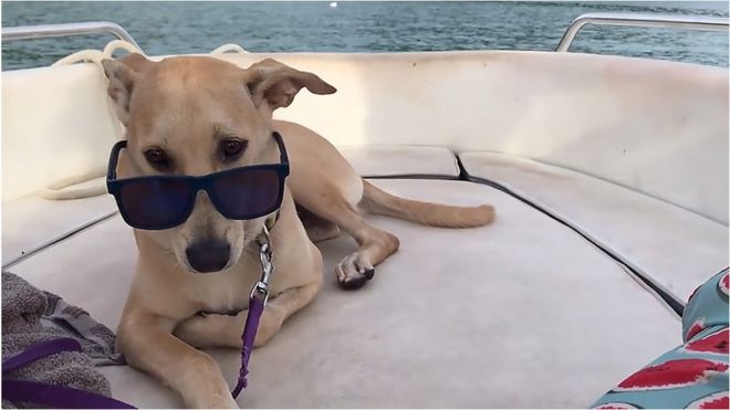 собака в солнечных очках
