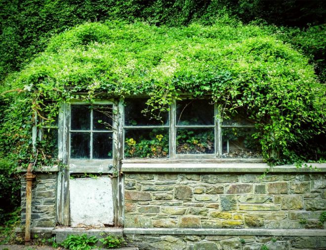 Caseta con plantas creciendo sobre ella.