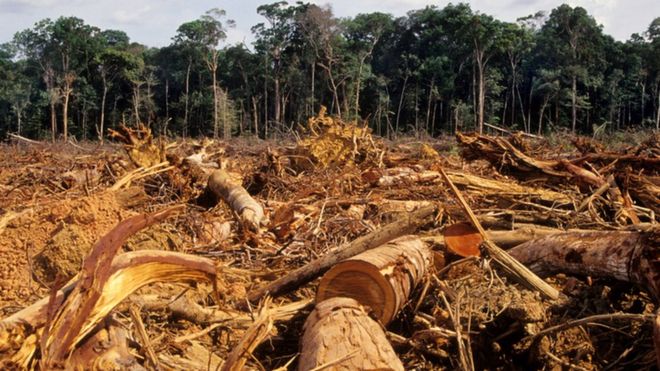 Floresta amazônica com árvores derrubadas