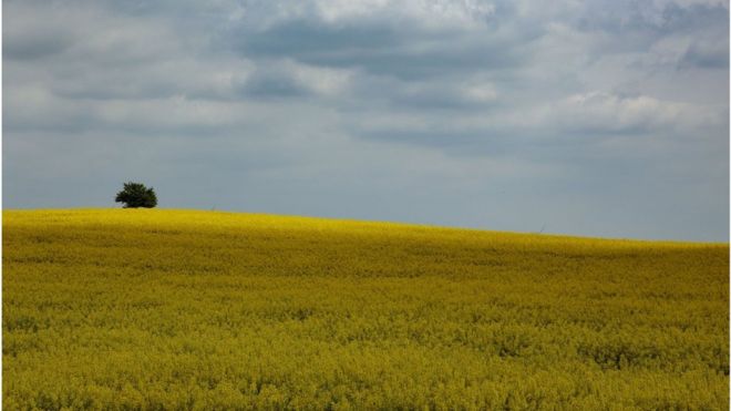 Земля України: скільки її, кому належить і хто на ній працює - BBC News ...