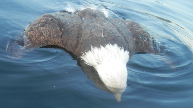 Нат Вудрафф обнаружил орла мертвым в озере