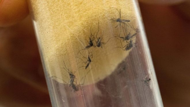 Комары Aedes Aegypti, которые передают лихорадку денге и вирус Зика, изображены в лаборатории