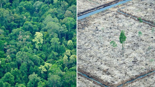 Sumatra deforestation