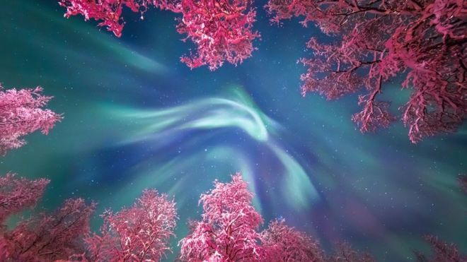 The turquoise of the Aurora Borealis swirls above the snow covered trees
