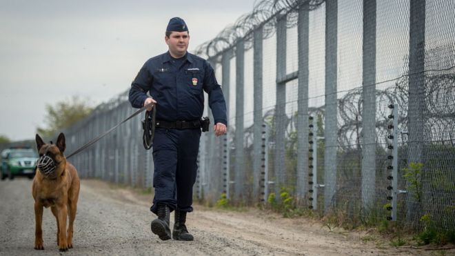 Полицейский с собакой патрулирует вдоль пограничного заграждения на венгерско-сербской границе возле Рошке