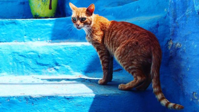 Кот в Марокко