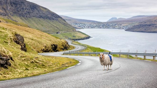Овцы Фарерских островов Овцы