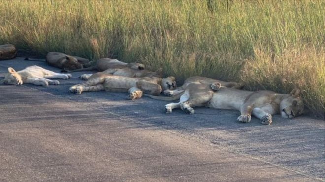 سڑک کے کنارے آرام کرتے شیر