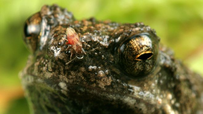 Rana tÃºngara con una mosca parÃ¡sito