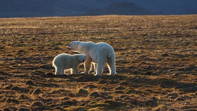 The mother of the dead polar bear and her cub