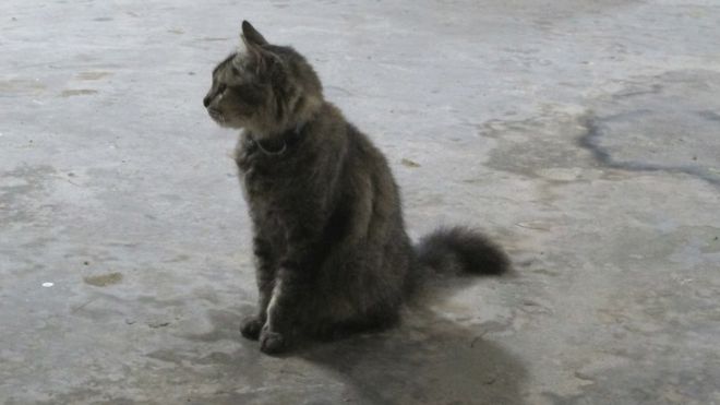 Густой кот в Ишуне