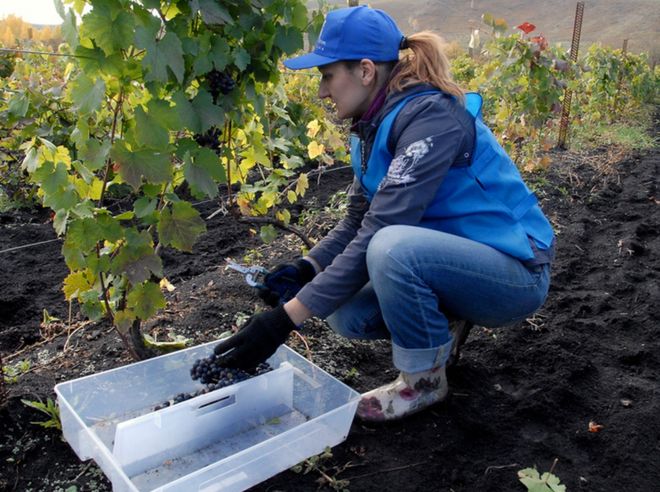 На этой фотографии женщина в резиновых сапогах, джинсах, бейсболке и перчатках собирает виноград с виноградника Алтайского Вайн