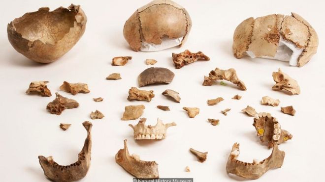 Dấu răng người có trên những khúc xương được tìm thấy trong hang động