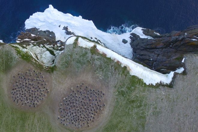 Quadcopter аэрофотоснимки колоний гнездящихся пингвинов Адель на острове Героина, острова Опасности, Антарктида