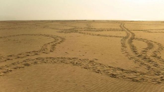 آثار سير السلاحف على الرمال