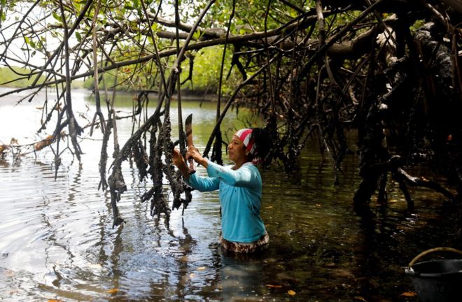Вандека, жена рыбака Хосе да Круса, собирает устриц в мангровых лесах