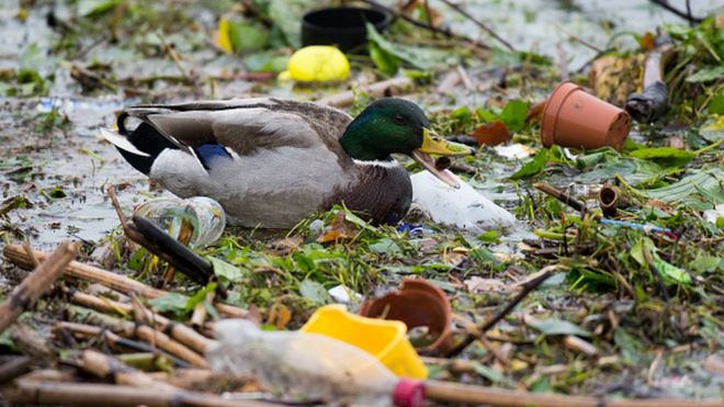 Утка кряква плавает среди пластиковых отходов