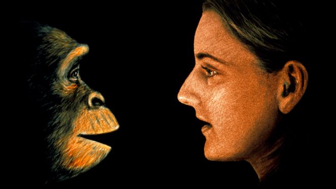 Ilustración de un chimpancé frente a una mujer