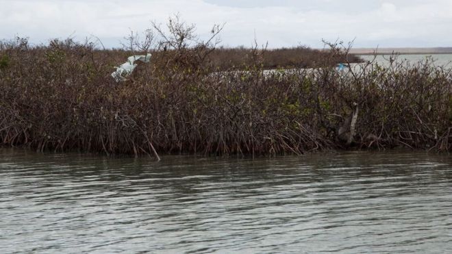 Снимок, сделанный после урагана, показывает ущерб, нанесенный мангровым деревьям