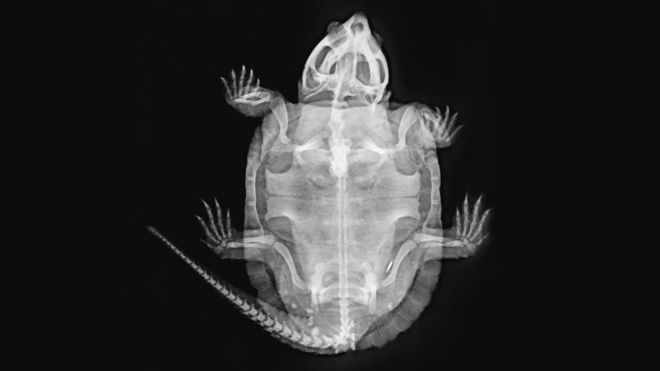 A big-headed turtle (Platysternon megacephalum)