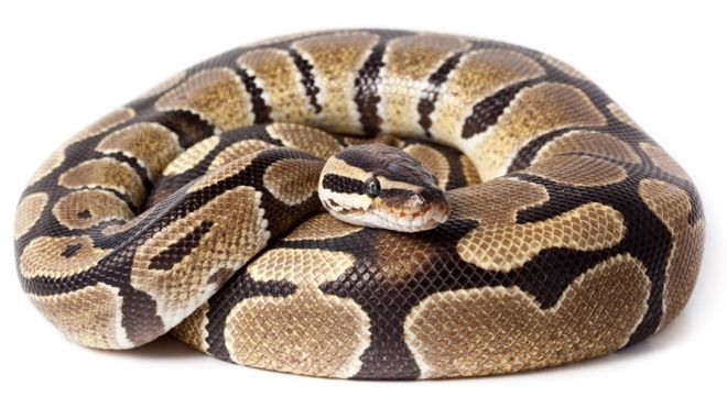Southend toilet snake Reggie the royal python's owner found - BBC News