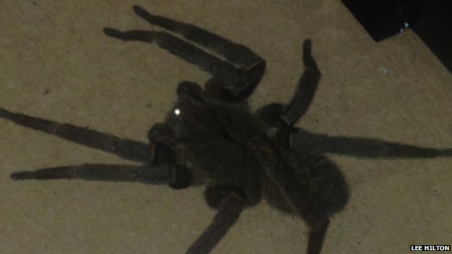Бразильский блуждающий паук