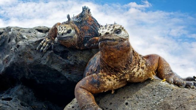 Iguanas en las Islas Galápagos