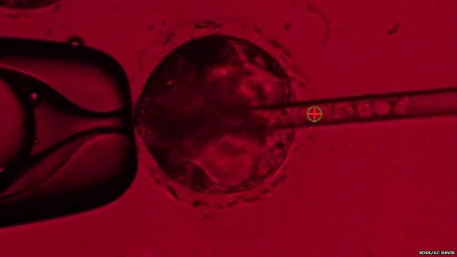 эмбрион химеры