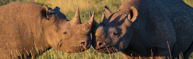 Носороги в Южной Африке