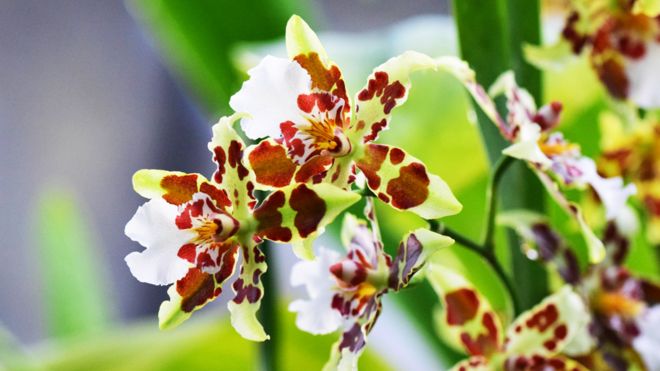 OrquÃdeas en el festival de Kew Gardens