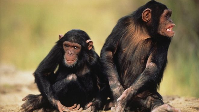 Два шимпанзе