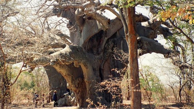 Панке - предположительно самый старый баобаб в Африке - на фото 1997 года