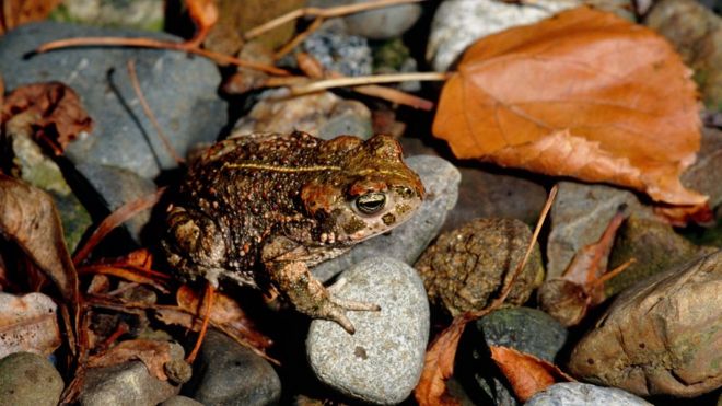 Natterjack жаба